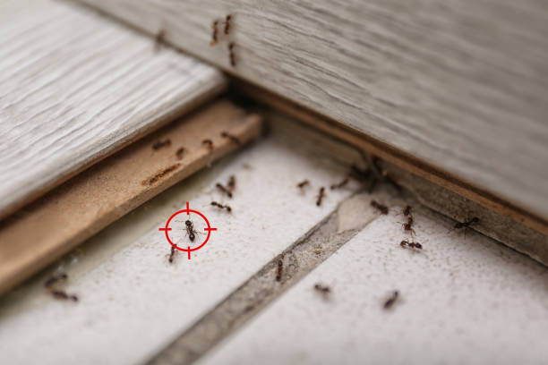 Best Termite Control Services  in Canon, GA