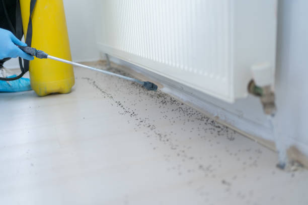Best Cockroach Control Services  in Canon, GA